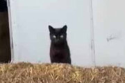 【黒ネコ】 納屋の中に干し草が積んであった。いったい何匹いるの？ → 黒猫一家、くつろぎます…