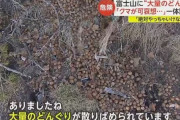 【悲報】親クマ派、ついに登山道にドングリ散布か！！！