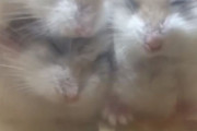 【動画】端っこが大好きなハムスター→ゲージに顔を押し付ける様子が可愛すぎて癒されるｗｗｗｗ