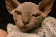 【どうぶつ画像】耳の大きなスフィンクス、ソファで3匹ならんでごろごろ、びっくり顔？ ほか