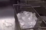 【悲報】海外の迷惑系店員「氷を揚げてみた」ﾊﾟｼｬ → 大惨事になってしまうｗｗｗｗｗ