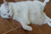 【動物画像】ごろごろシロネコ、さびにゃん、ちびっこクロの散歩 ほか【再】