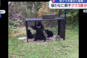 【画像】熊「母ちゃんばかでごめんね」クマサン親子、3匹仲良く箱罠に引っかかる…