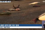 【韓国】生きている日本産のブリとマダイを道端に投げつけるデモの主催した慶南養殖魚類協会を刑事告発