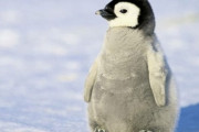 【要領の悪い子…】ペンギンの赤ちゃん🐧、歩く練習をする……【動画像】