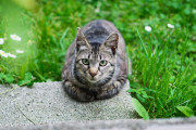 女の子が前方と左右を猫たちに塞がれてウナナナナーウ！と鳴かれて絡まれていたｗｗｗ