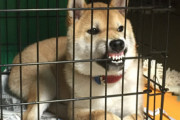 【GIF】歯磨きされる柴犬さん…苦手な子が多いのに何故か気持ち良さそうwww