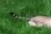 ネコが芝生でくつろいでいた。そこに近づいた子供が草を振り下ろす → 驚いた猫はこうなった…