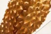 【動画】ドリアンを嗅いだワンコｗｗｗｗｗｗｗｗｗｗｗ