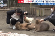 【悲報】動物園で遊ぶお姉さん、うっかりパンツの中身を見られる