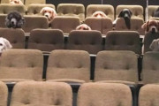 たくさんの犬たちが劇場の座席にきちんと座ってミュージカル鑑賞！お行儀の良いその姿に世界が感動（カナダ）