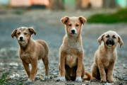 【悲報】犬飼いたいワイ、譲渡会の条件を見て絶望する