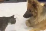 ネコが犬に近づいた。くっついてスリスリする → 猫はやっぱり気まぐれです…