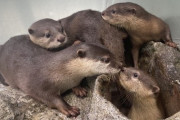 【東京】サンシャイン水族館のコツメカワウソ赤ちゃん　「ここ」「なっつ」「みるく」と命名