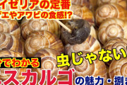 フランス人「日本料理なんて醤油とみりん入れときゃええやろｗ」日本人「（おい・・・）」