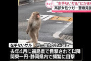 【狭山】関東を放浪中の左手のない猿か、女性が足を噛まれて怪我