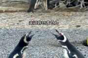 【動画あり】　ペンギン、帰宅したら妻の不倫現場に遭遇ｗｗｗｗｗｗｗｗｗｗｗｗｗ