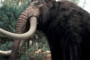 【朗報】マンモス、2028年についに復活へ