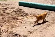 【ネコ】 建設中の通路に猫がやってきた。皆さん仕上げは任せなさい♪ → 猫はこうした…