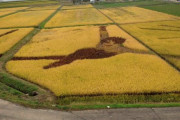 角田市の羽生結弦の田んぼアートは無事！ 台風19号による水没の危機から免れる！