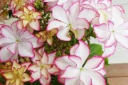 【画像】紫陽花なんだけど、あまり見ない形の花びらでグラデーションもキレイで可愛かったの