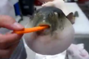 【動画】フグ、人参を食わされる