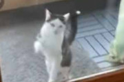ネコが家の中に入りたそうにしていた。私がドアを開けてみる → 猫はホントに気まぐれです…
