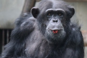 【閲覧注意】チンパンジーの好きな食べ物は「脳」！！