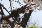 リスが桜食ってて草（※画像あり）