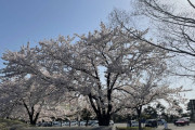 【画像】桜満開でワロタｗｗｗｗｗｗｗｗｗｗｗｗ