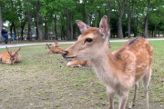 【動画】奈良のシカ、赤ちゃんを突き飛ばしてしまう