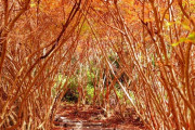 【トトロの森】ドウダンツツジの紅葉が生み出す幻想的な風景