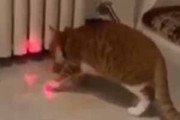 ２匹のネコが遊ぶのに、飼い主の手は借りないようです → 猫、レーザーポインターをこうします…