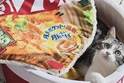 【画像多め】猫さん、キムチ鍋の匂いにドン引きしてしまうwwwwﾋｴｯ