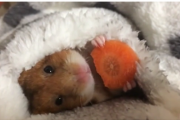 「寿司かと思った！」完全くつろぎモードのハムスター 海外の反応