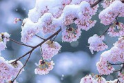 【画像】桜と雪