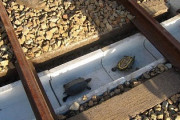 海外「日本はすごい…」小動物を列車から守るための対策に日本の鉄道会社に海外感激（海外反応）