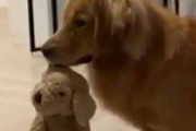 イヌが「ぬいぐるみ」を咥えてやってきた。「これで遊ばない？」「・・・」 → もう１匹とこうなった…