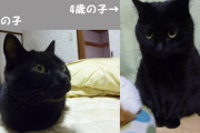 黒猫って写真撮るの難しすぎるorz  目を閉じてると真っ黒な塊だし、目が開いてても目しか写らん・・・。