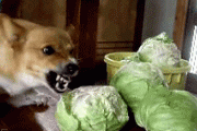 【画像・GIF集】イッヌ、キャベツが好きすぎる