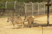 【超速報】札幌市の動物園『ノースサファリサッポロ』、ガチで逝く・・・・・・