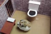 ハムスターが刑務所から脱獄を試みる動画が海外で大反響