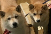 【画像】実家の柴犬を預かる事になったので、うちの柴犬と初顔合わせしたんだけどよそゆきモードだったwww