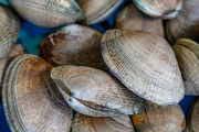 偽装発覚後「熊本県産のアサリ」が79％からゼロに　なぜか中国産が74%に増える