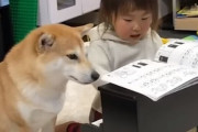 外国人「日本でベビーシッターを完璧にこなす柴犬が発見される！」