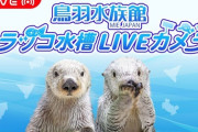 【朗報】鳥羽水族館のラッコのライブカメラ、可愛い