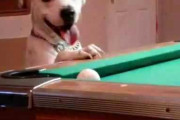 【動画】 ビリヤードが得意（？）な犬　（ただし、キューは使わない
