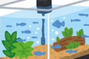 なんか水槽に0,5mmくらいの白くて丸い生き物がいっぱい湧いてる