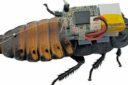 【画像】ゴキブリをサイボーグ化して群れを制御 → 埋もれた被災者救助へ