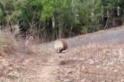 【動画】アナグマさん、さすがにアホすぎる